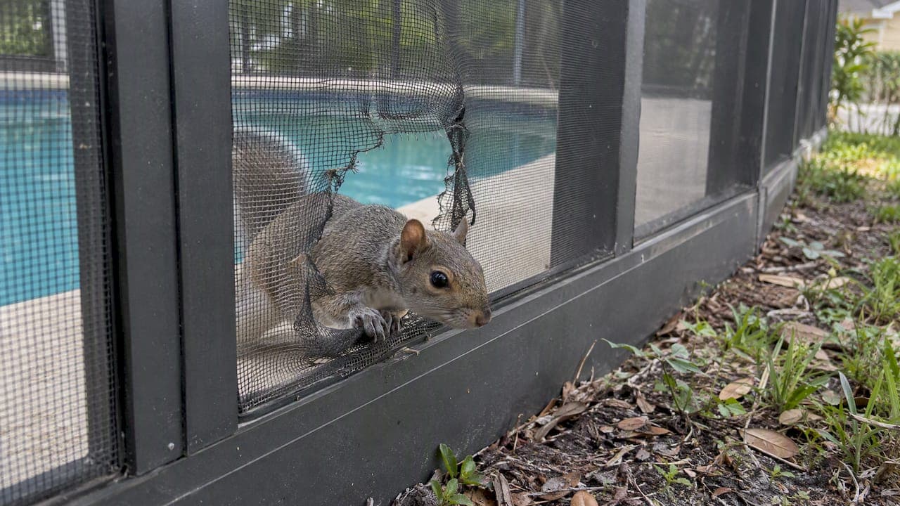 Squirrel Damage: Check 4 Pool Screen Entry Points First